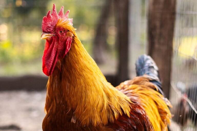 Young rooster with a red comb, long wattles and pointed golden hackle and saddle feathers